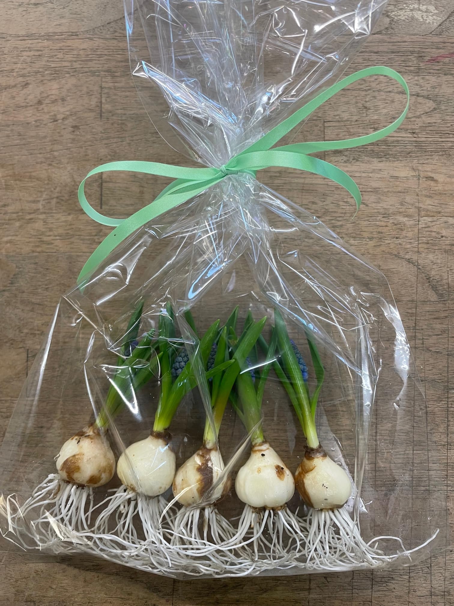 Amazon.co.jp: お部屋で育てる水耕栽培【 ムスカリ 水栽培球根 5球